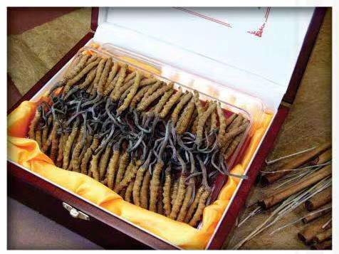 敦化冬虫夏草回收